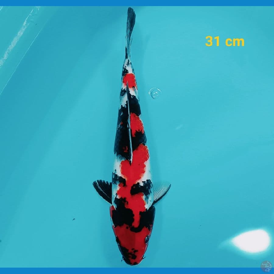 Showa 31 cm
