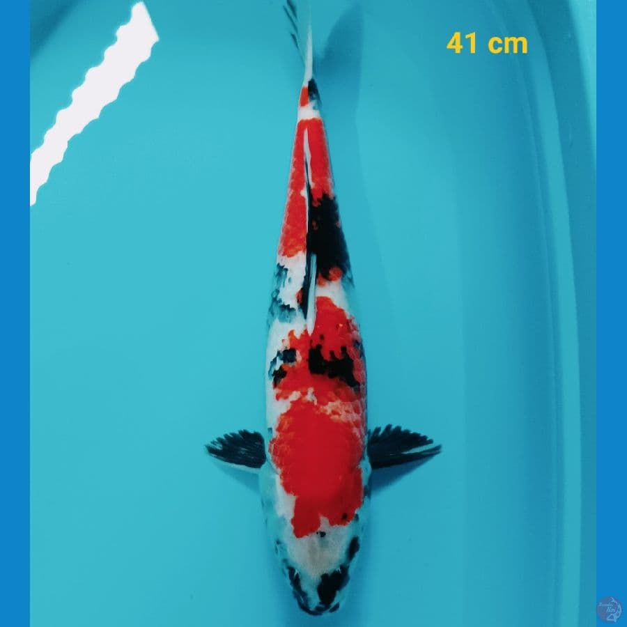 Boshu 41 cm
