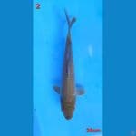 chagoi import jumbo 28cm