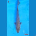 chagoi import jumbo 28cm