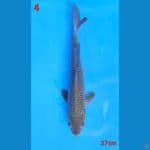 chagoi import  jumbo 28cm 
