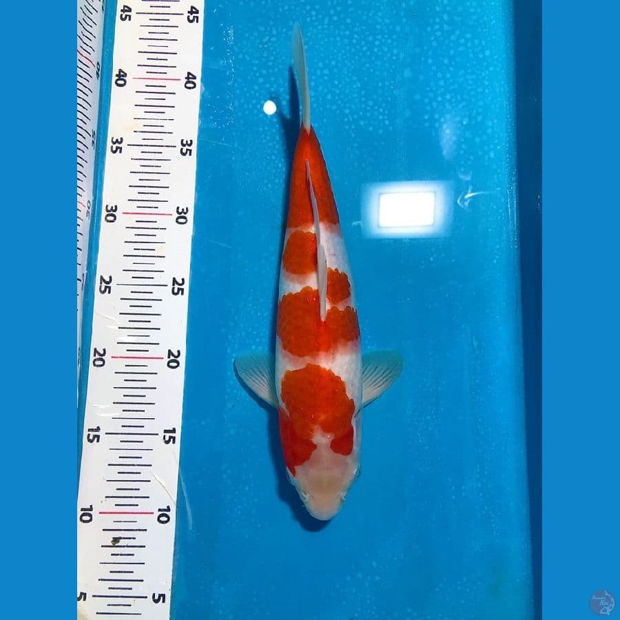 KOHAKU 30cm original