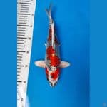 Kujaku 30cm