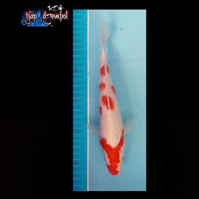 Kohaku 27