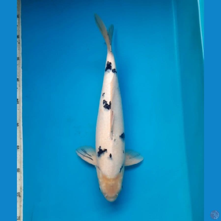 Bekko vertic 40cm Male