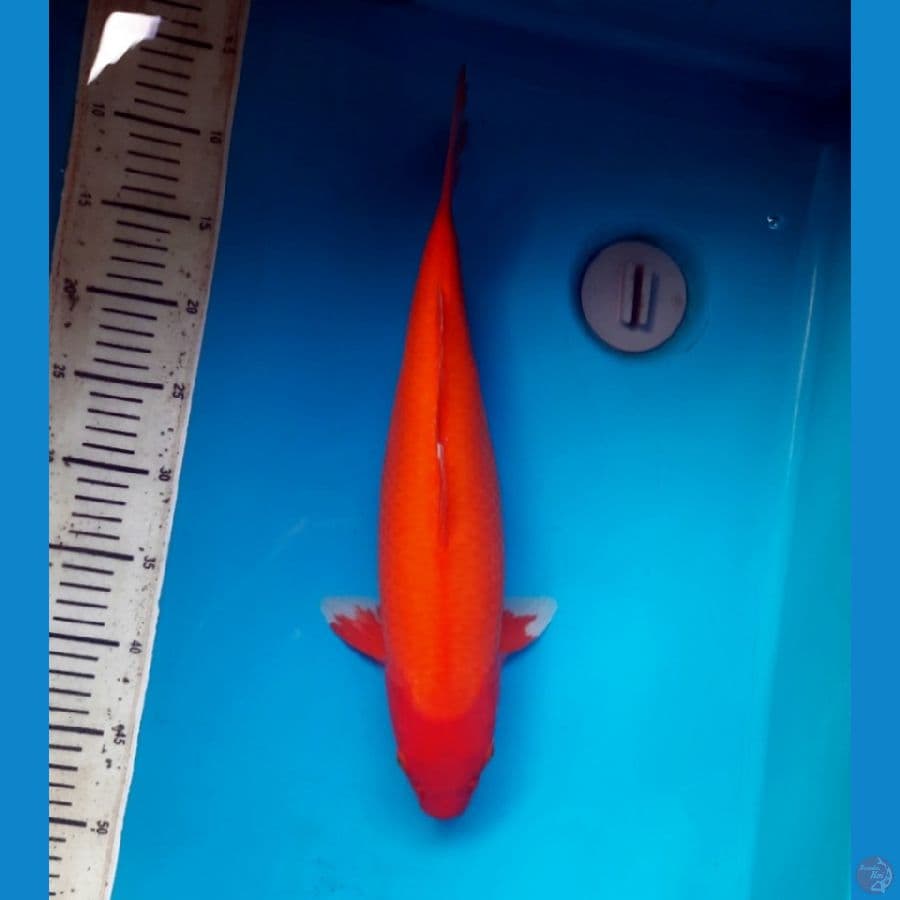 Aka Hajiro 41cm Female