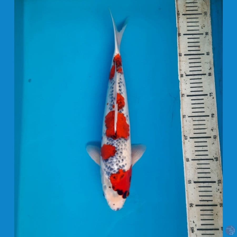 Strong Goshiki 45cm Male