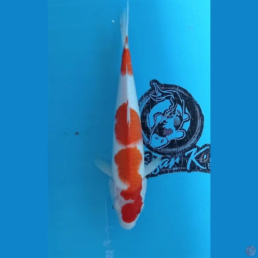 KAISAR - KOHAKU 30CM