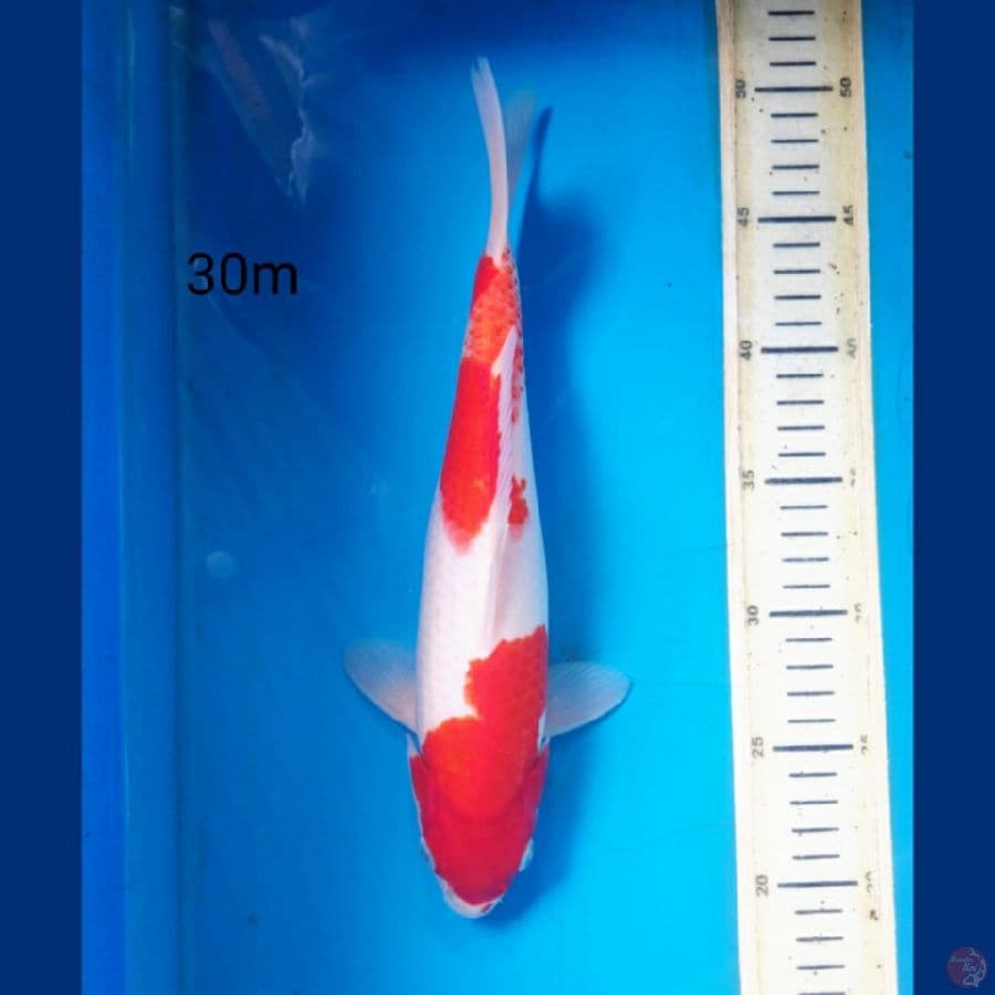 kohaku, 30m
