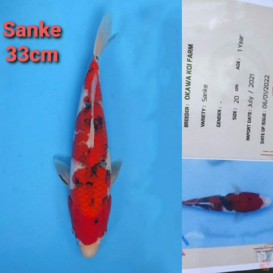 OKAWA SANKE 33CM