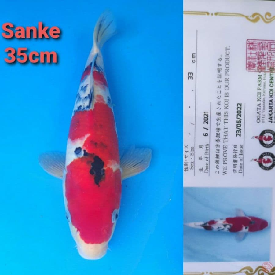 OGATA SANKE 35CM