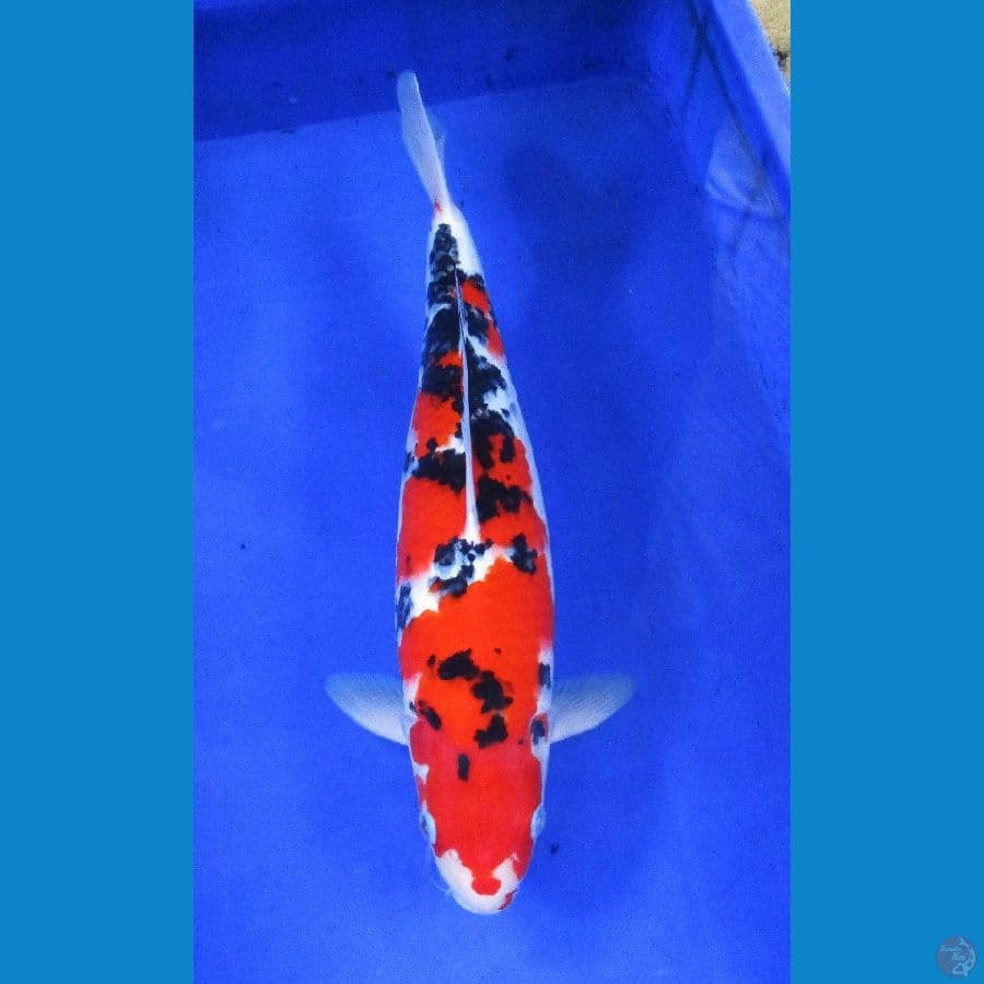 sanke sansoku ±40cm jantan