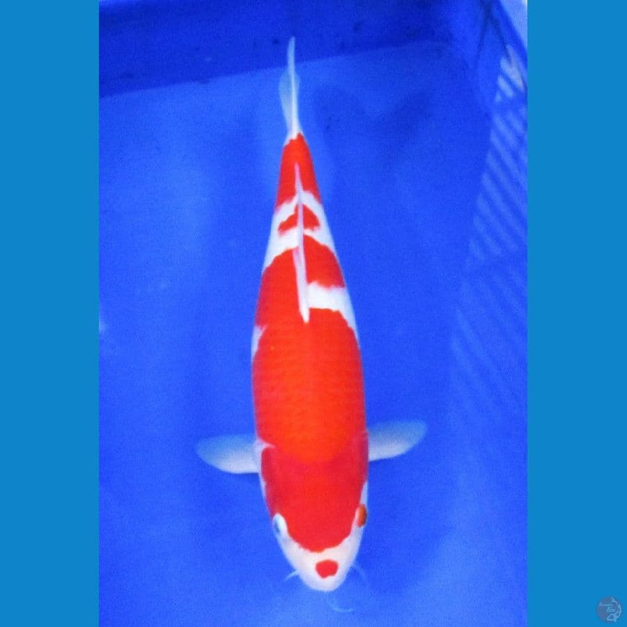 kohaku ±40cm jantan
