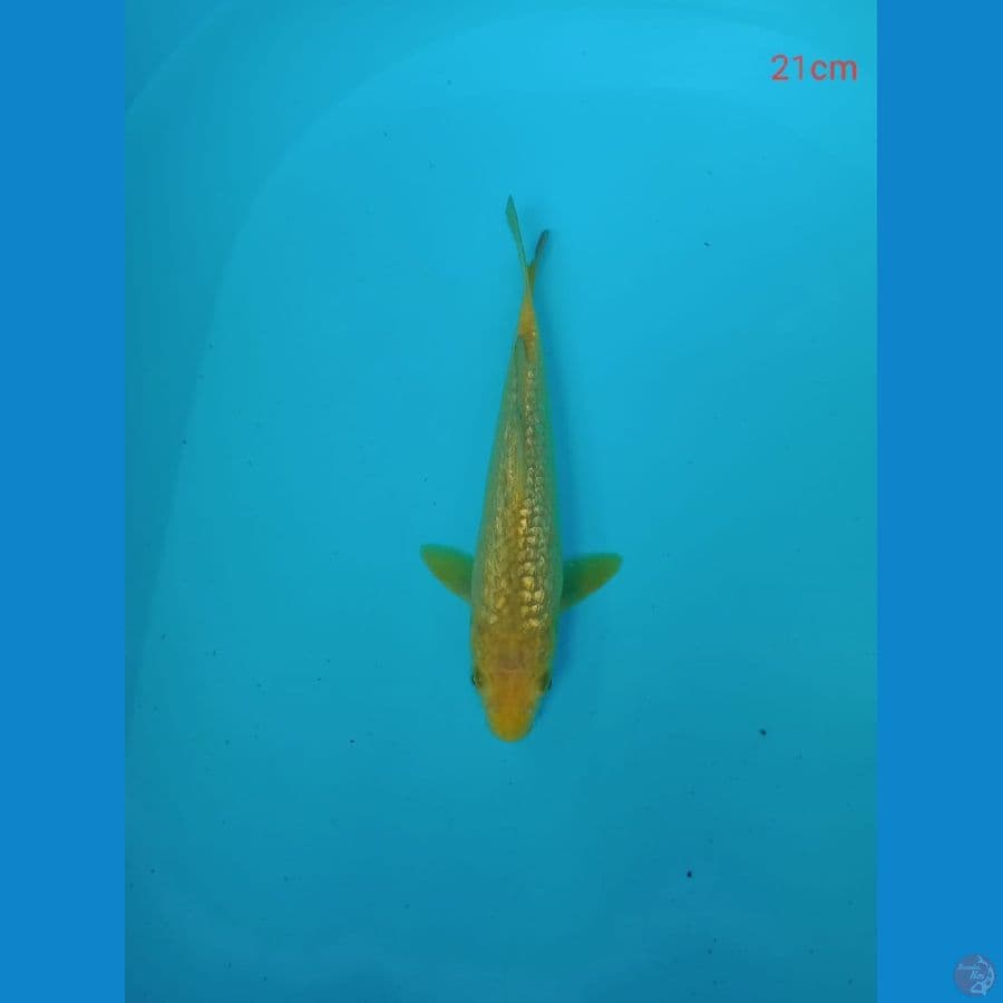 karasi 21 cm