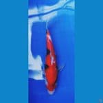 showa merah strong