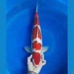 Kohaku 50 cm