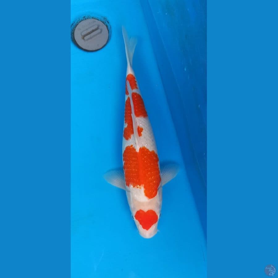 ❤ maruten kohaku