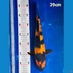 sq jumbo size