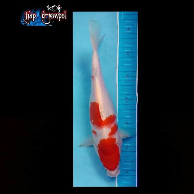 Kohaku punuk 30