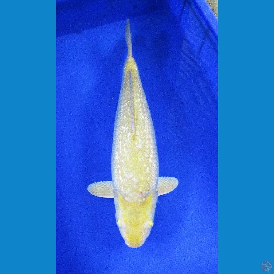midori ginrin ±42cm