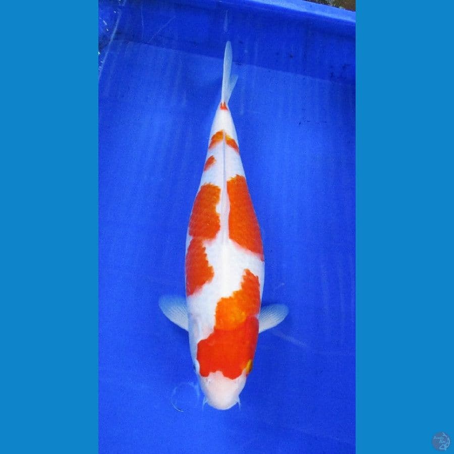 kohaku ±40cm