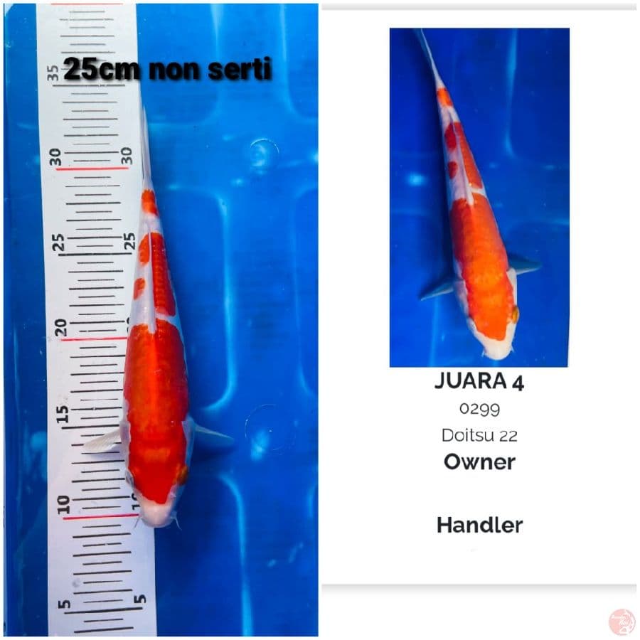 edisi ikan juara