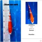 edisi ikan juara