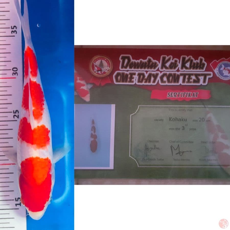 edisi ikan juara