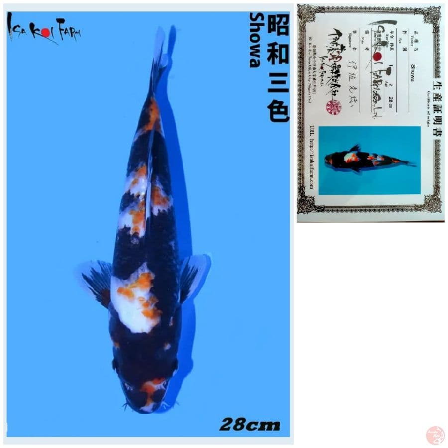 SHOWA IMPORT FARM ISA 28CM