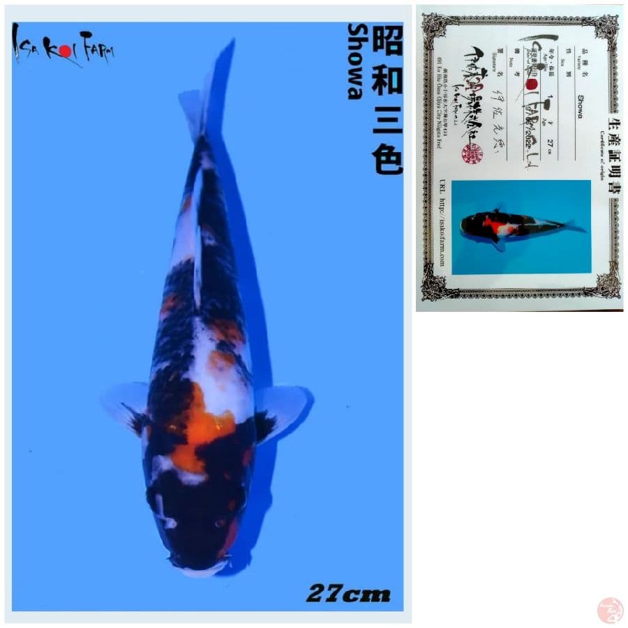 SHOWA IMPORT ISA FARM 27CM