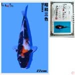 SHOWA IMPORT ISA FARM 27CM