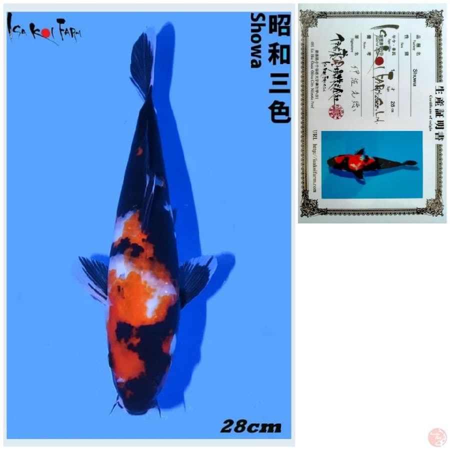 SHOWA IMPORT FARM ISA 28CM