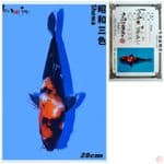 SHOWA IMPORT FARM ISA 28CM