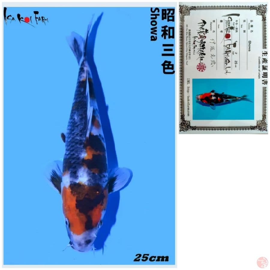 SHOWA IMPORT ISA FARM 25CM
