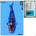 SHOWA IMPORT ISA FARM 25CM