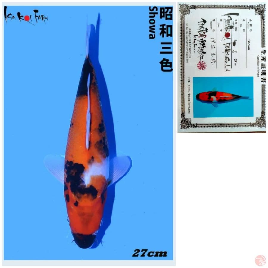 SHOWA IMPORT ISA FARM 27CM