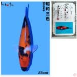 SHOWA IMPORT ISA FARM 27CM