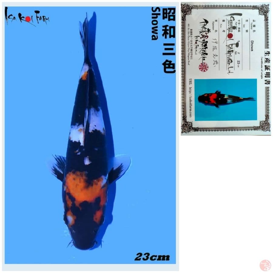SHOWA IMPORT FARM ISA 23CM