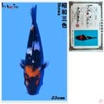 SHOWA IMPORT FARM ISA 23CM