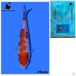 KOHAKU IMPORT 24 CM