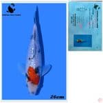 SHOWA IMPORT 26CM