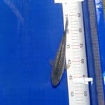 (0945) SORAGOI GINRIN 20cm