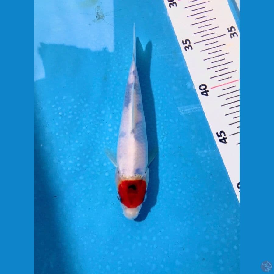 TC showa tetegoi 17cm