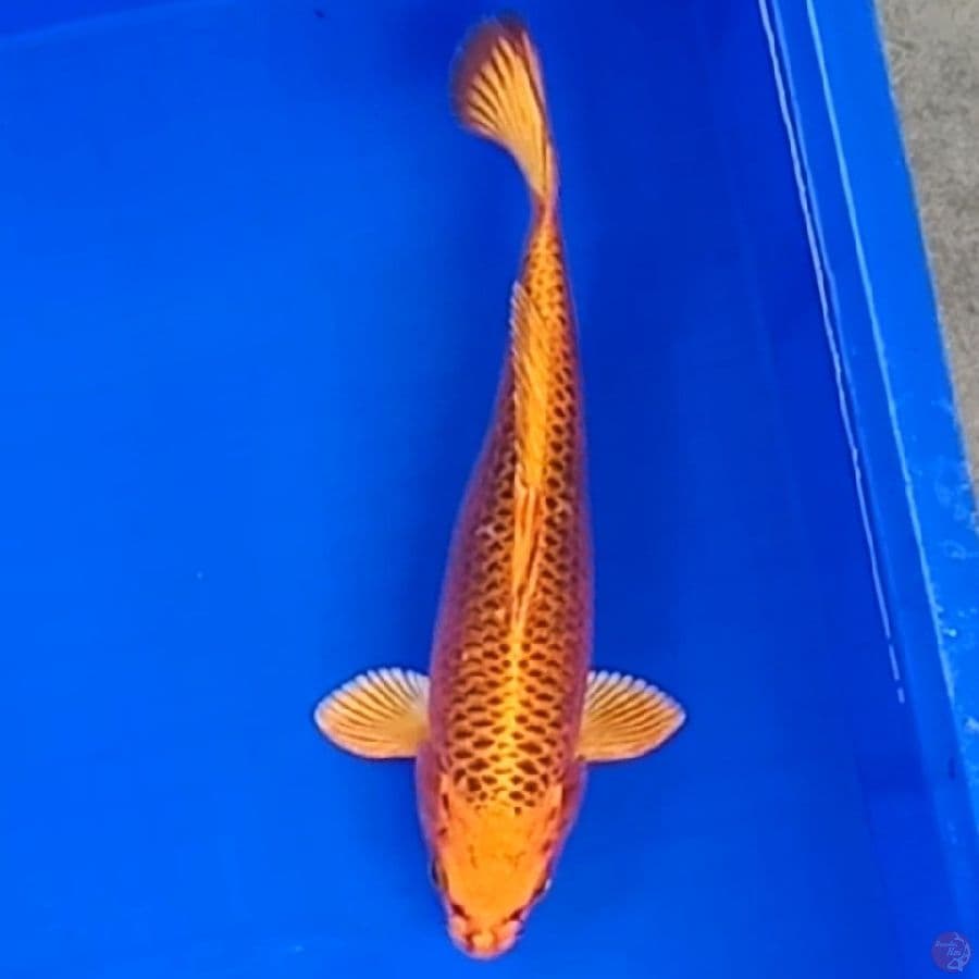 Matsuba 29cm