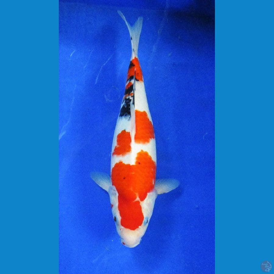 sanke ±36cm