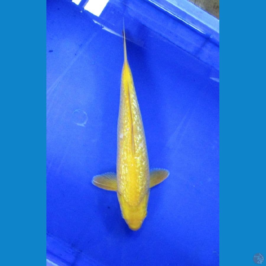 karashi ginrin ±32cm