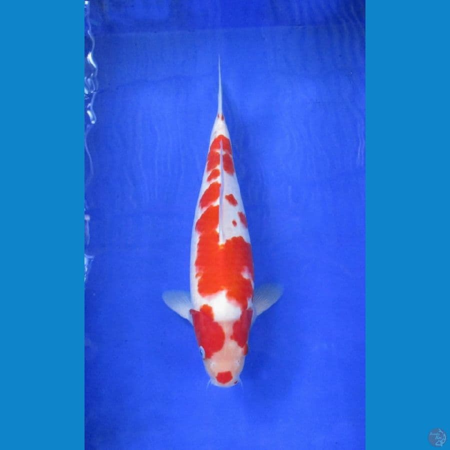 kohaku ±37cm