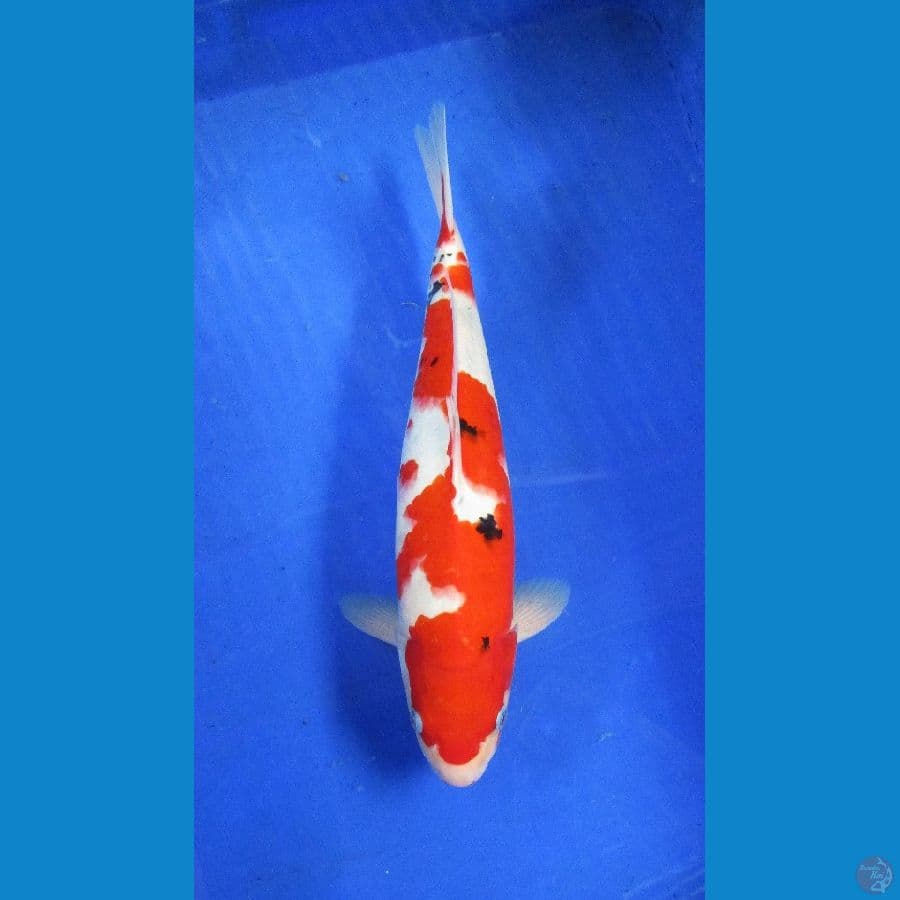 sanke ±38cm 