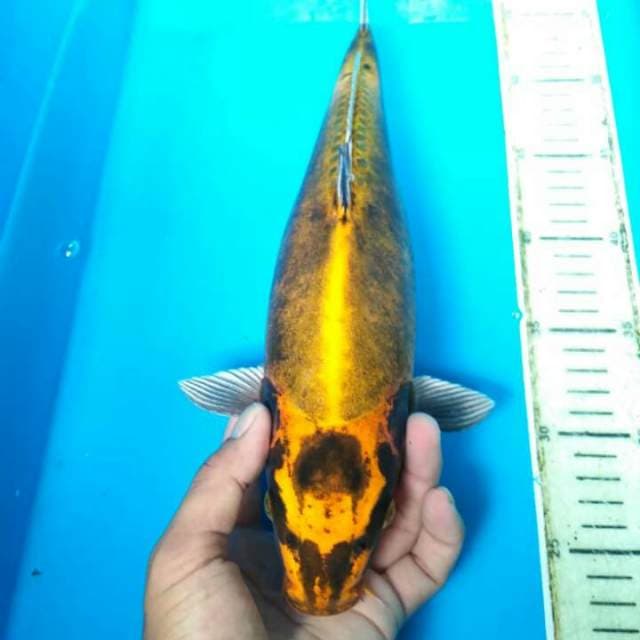 jumbo antik 32 cm