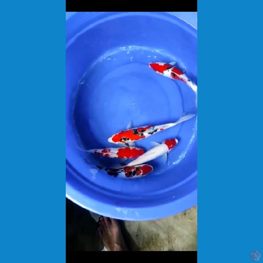 paket kohaku sanke